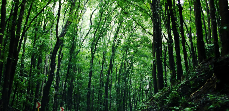 Man-made forest of Bilar